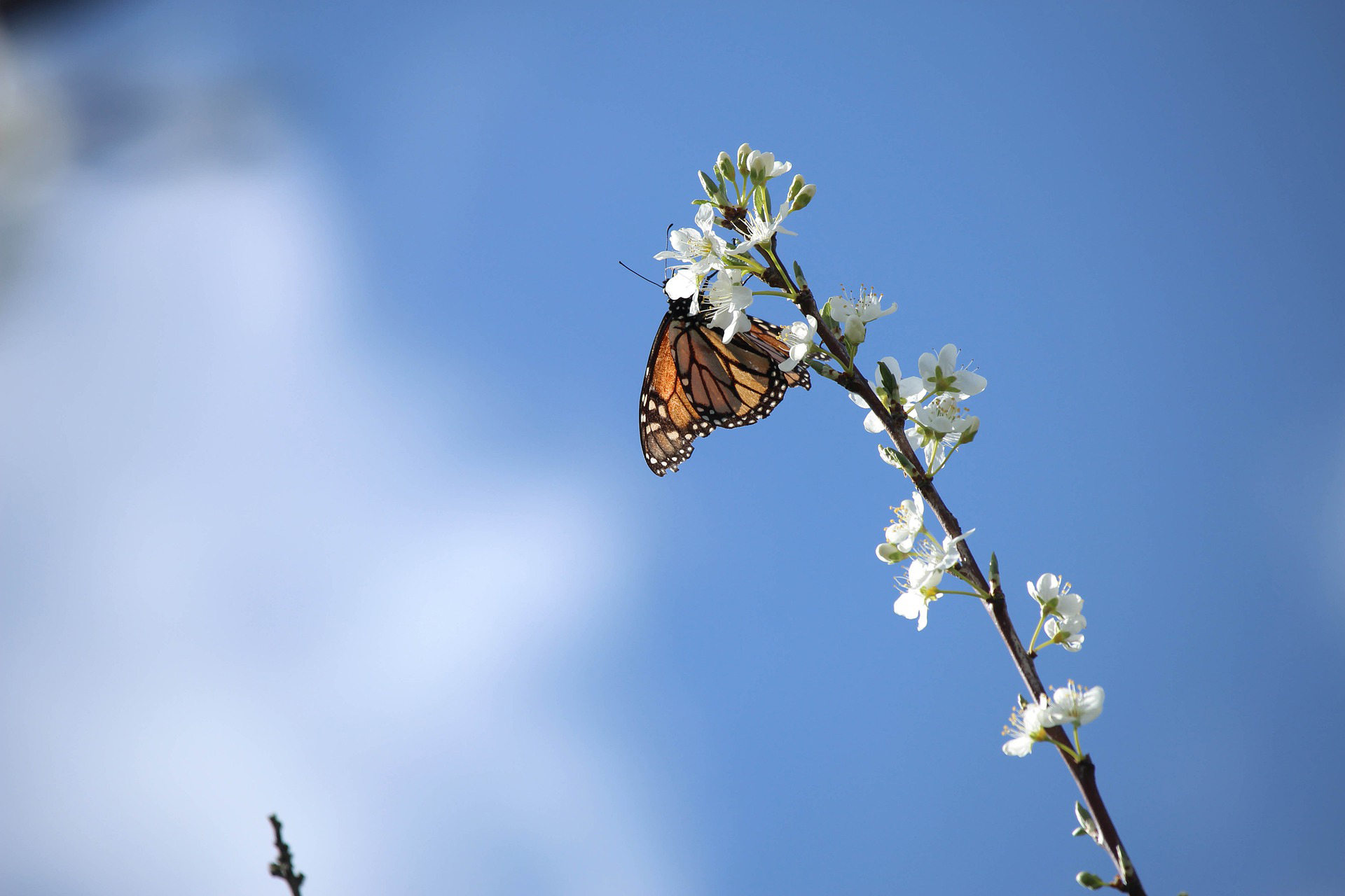 Butterfly Pavilion Habitat | Butterfly Aviary for Home & Classroom